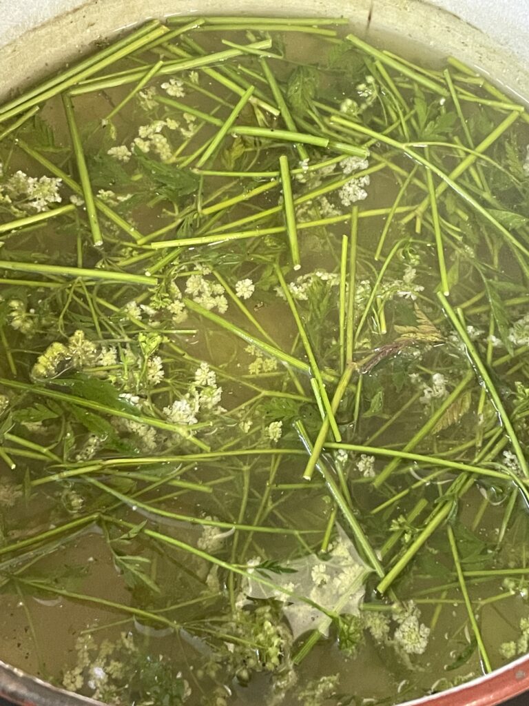Ramas y flores de perifollo cociendo a fuego lento
