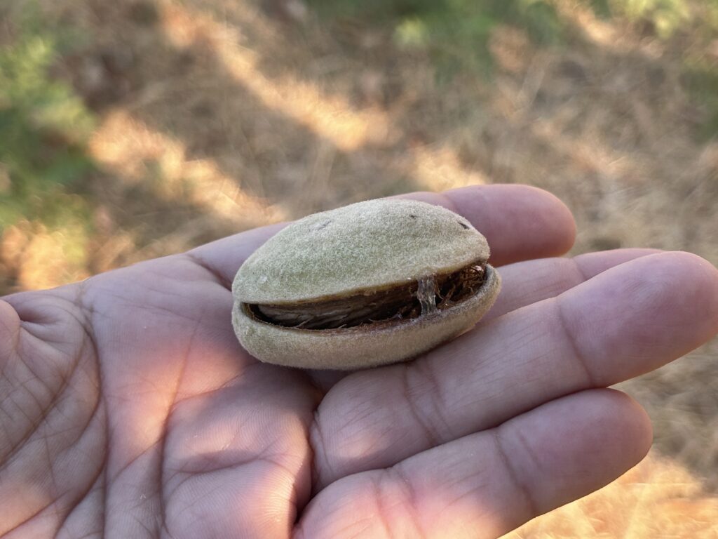 Almendra aun en su funda